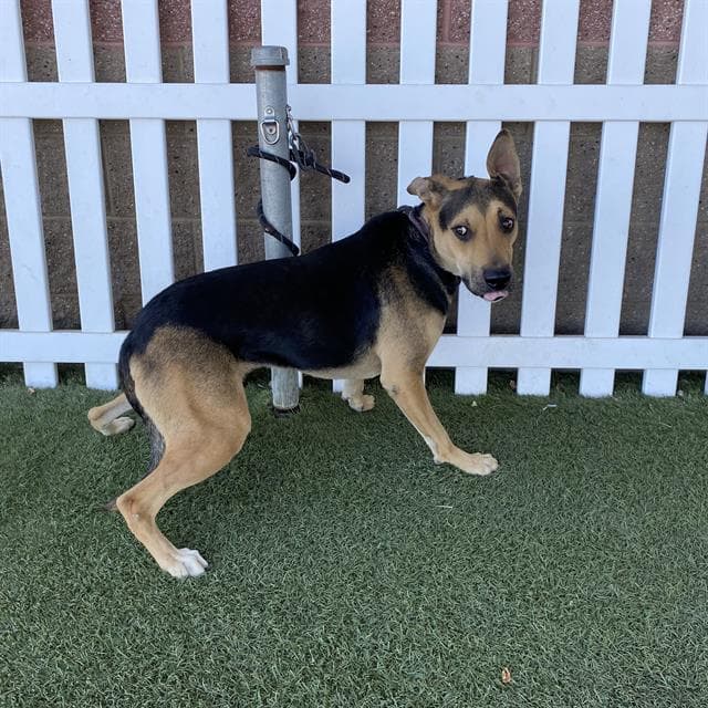 Sophie, a German Shepherd, available for adoption