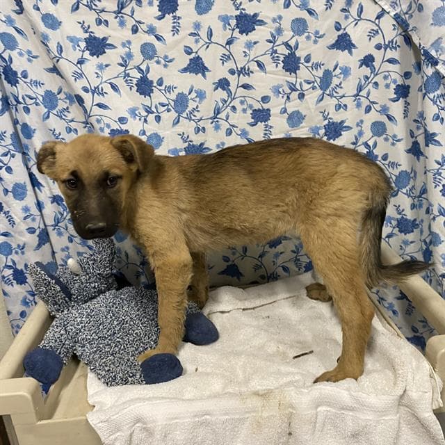 Boomer, a German Shepherd, available for adoption