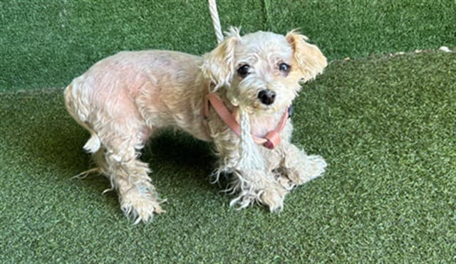 Beatriz, a Poodle, available for adoption