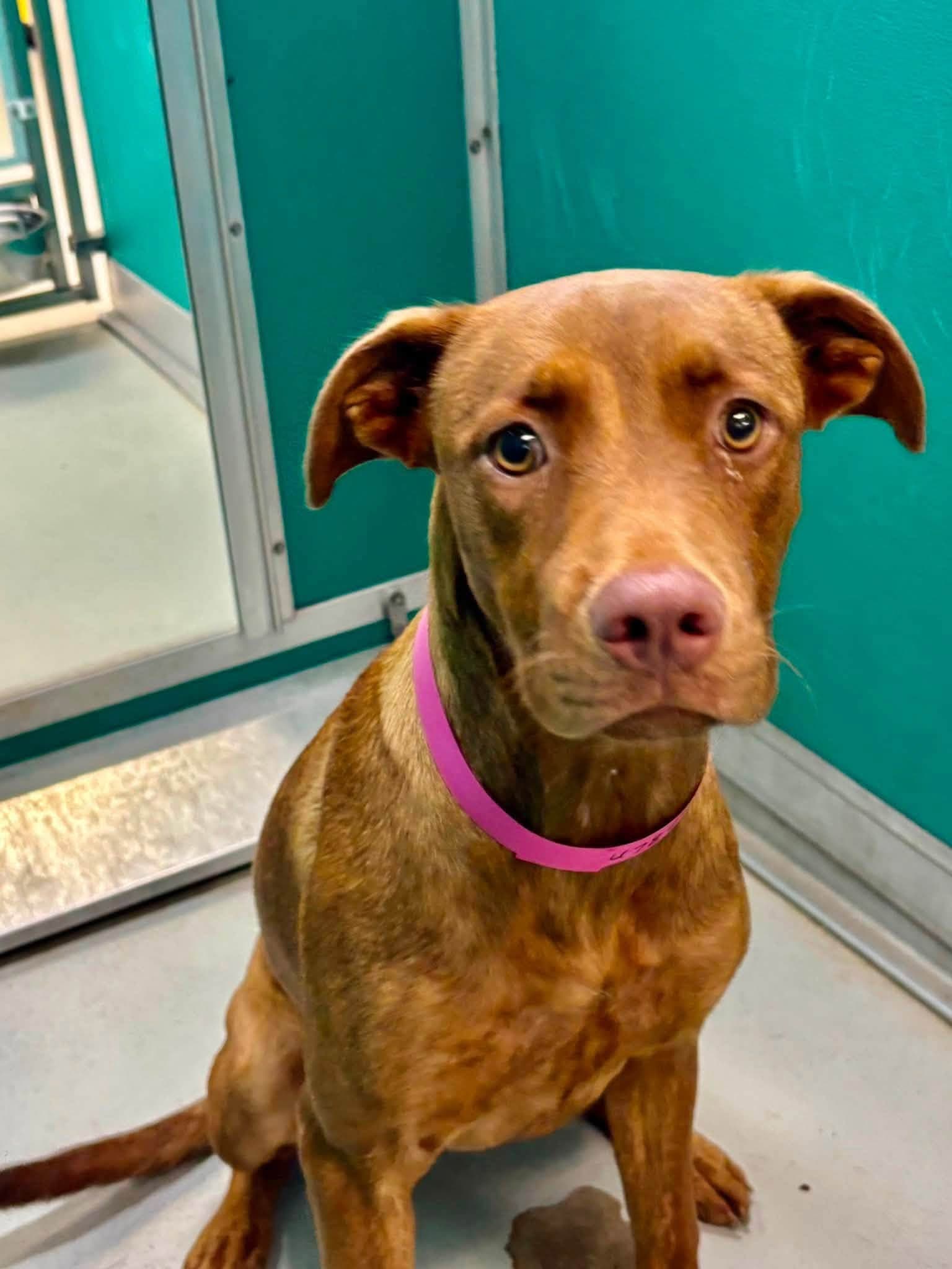 A478251, a Rhodesian Ridgeback, available for adoption