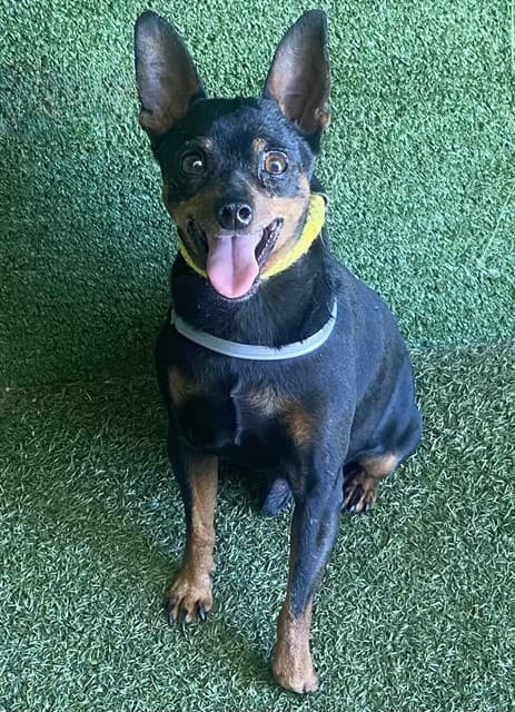 Hunter, a Miniature Pinscher, available for adoption