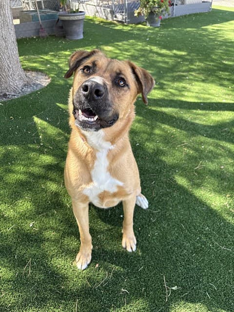 Chomp, a Black Mouth Cur, available for adoption