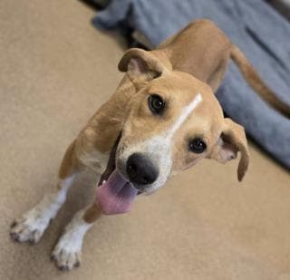 Grogu, a Hound (mix breed), available for adoption
