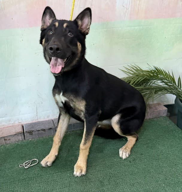 A5789718, a German Shepherd, available for adoption