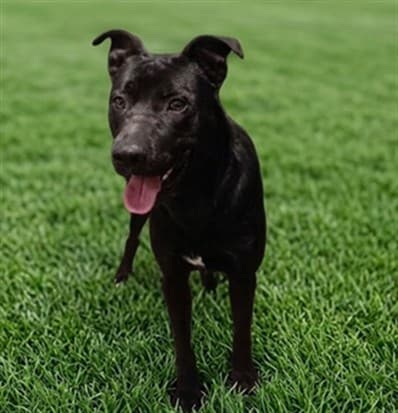 One-One, a Pit Bull Terrier, available for adoption