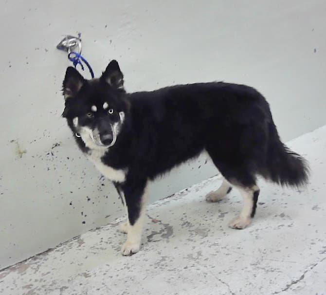 Diva, a Husky, available for adoption