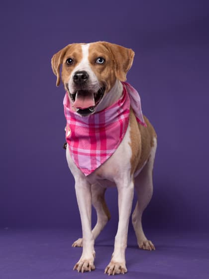 Serenity, a Terrier, available for adoption
