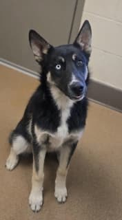 Rick, a Siberian Husky (mix breed), available for adoption