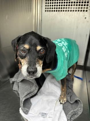 Robert Morris, a Terrier (mix breed), available for adoption