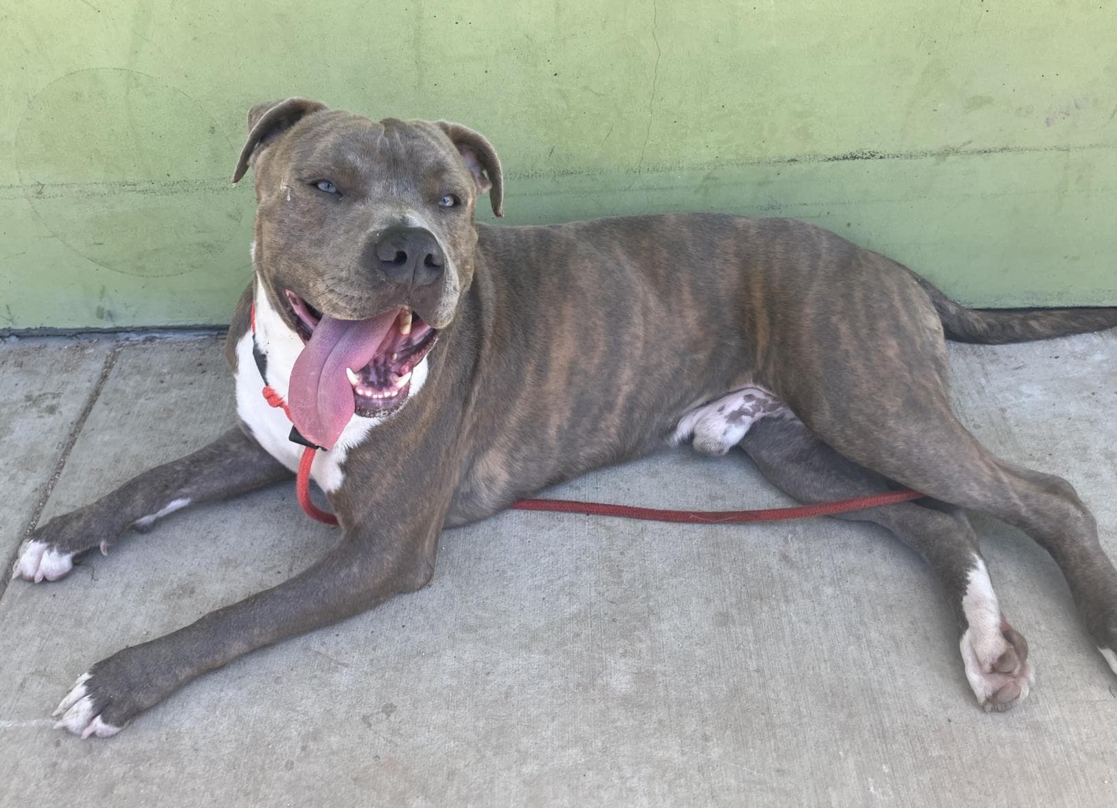 Arrow, a Pit Bull Terrier, available for adoption
