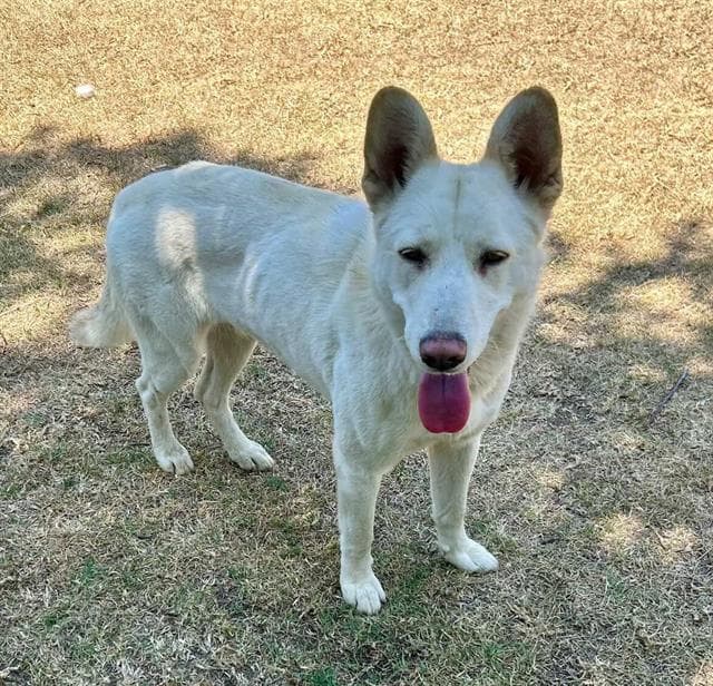 Senai, a Siberian Husky, available for adoption