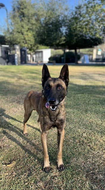 Sheldon, a Belgian Shepherd Malinois, available for adoption