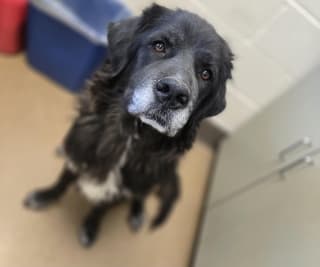Beatriz, a Labrador Retriever (mix breed), available for adoption