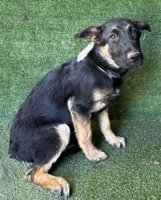 Sasha, a German Shepherd, available for adoption