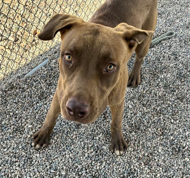Meatloaf, a Labrador Retriever (mix breed), available for adoption