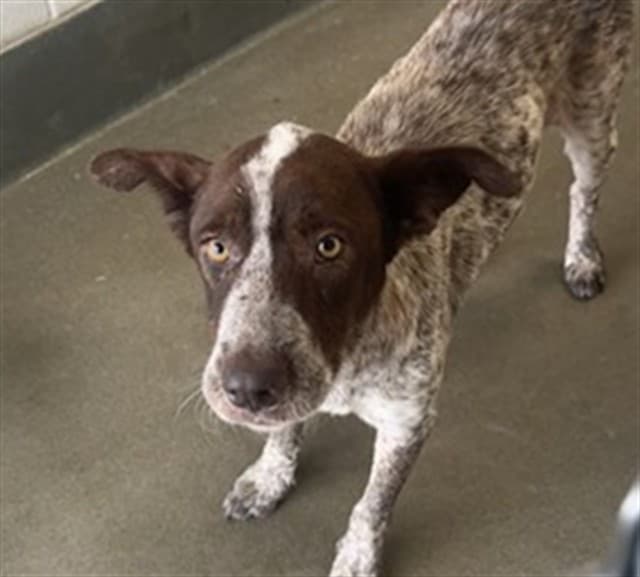 A034625, a German Shorthaired Pointer, available for adoption