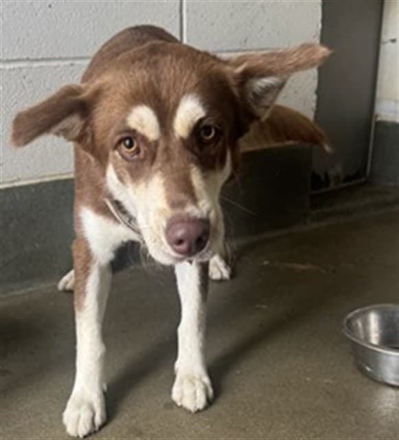 A034588, a Siberian Husky, available for adoption