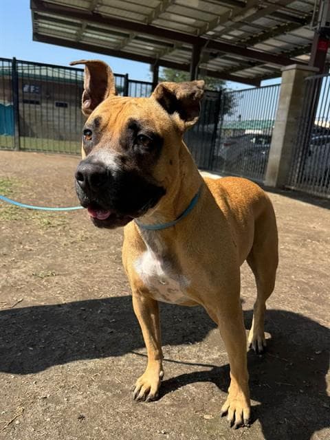 Penny, a Pit Bull Terrier (mix breed), available for adoption