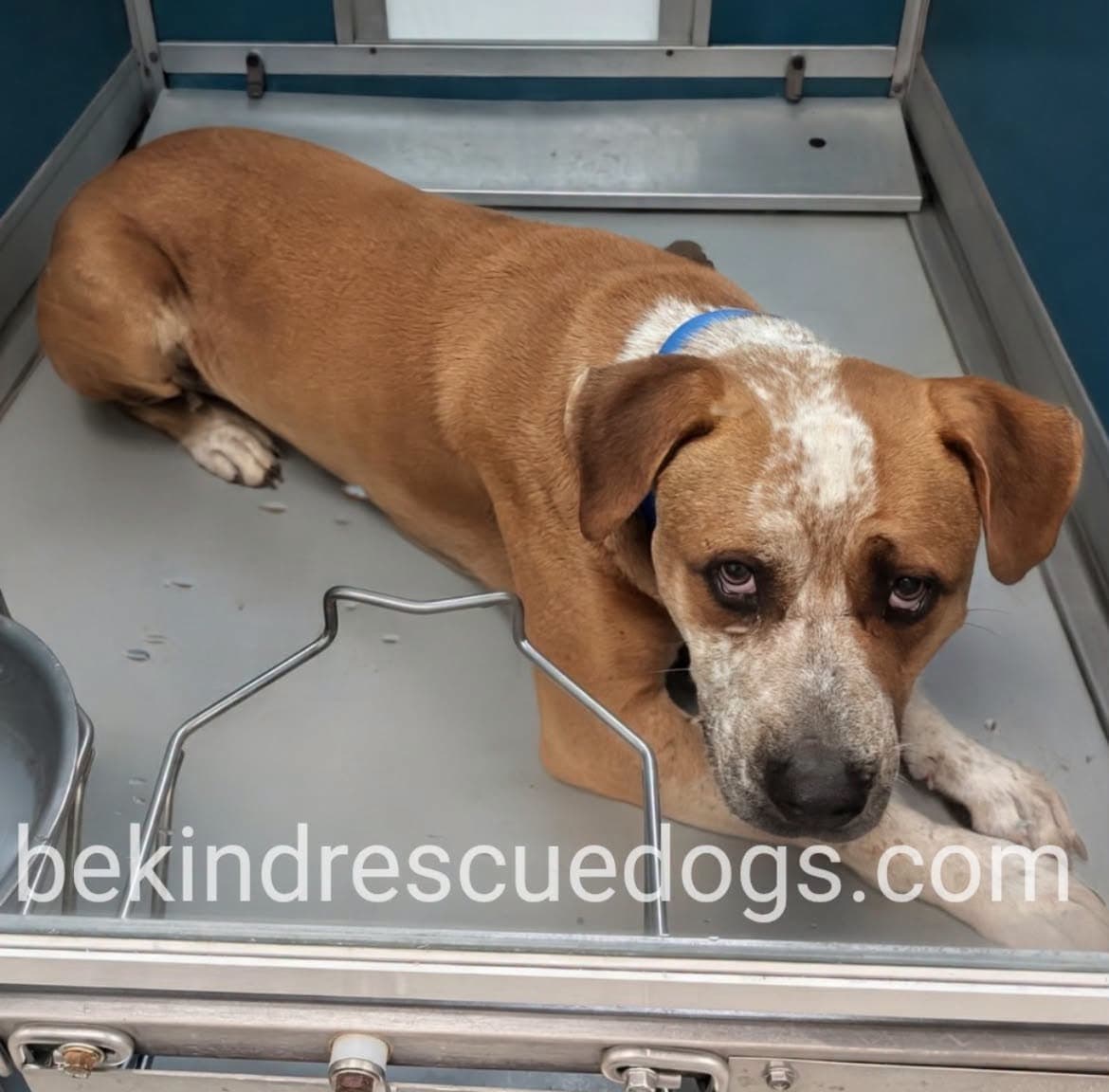 Little Man, a Pit Bull Terrier, available for adoption