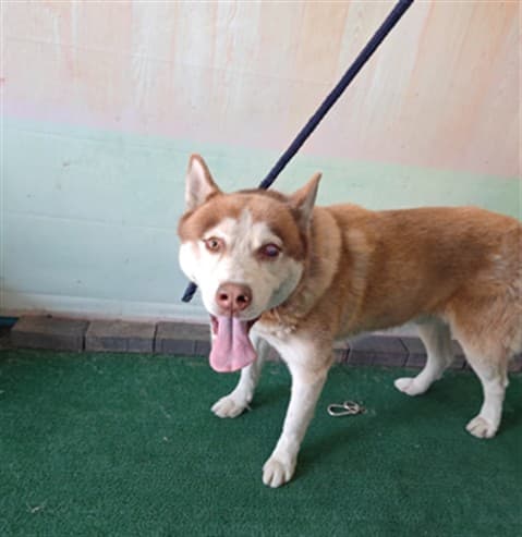 Atlas, a Husky, available for adoption
