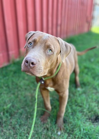 Ambrosius, a Pit Bull Terrier, available for adoption