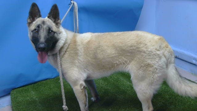 Trinity, a German Shepherd, available for adoption