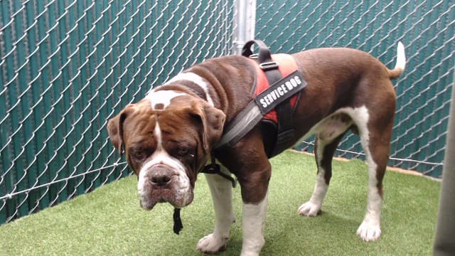 Bucky, a Bullmastiff, available for adoption