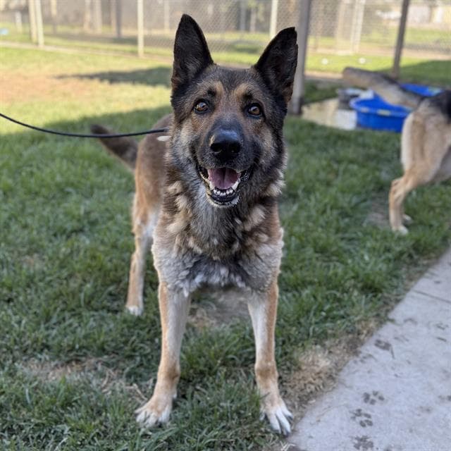 Rocky, a German Shepherd, available for adoption
