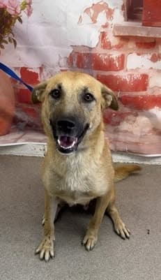 Caramela, a Black Mouth Cur (mix breed), available for adoption