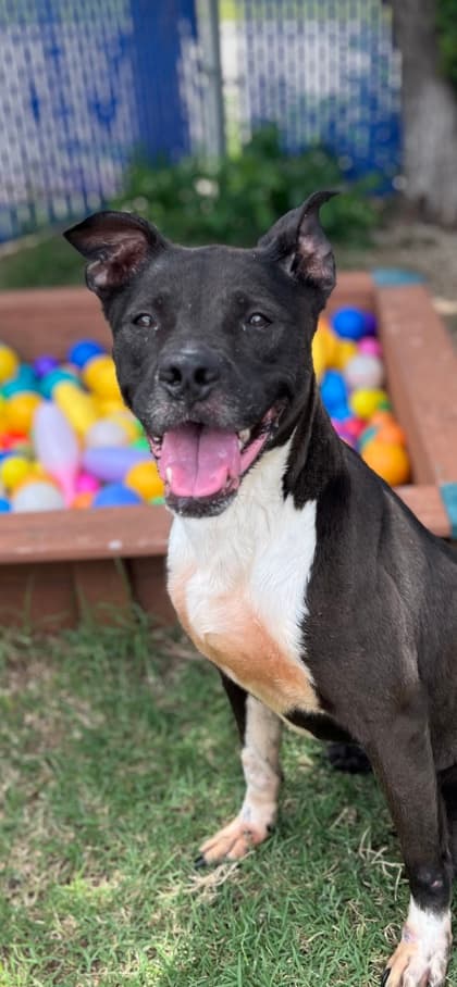Xeena, a Pit Bull Terrier, available for adoption