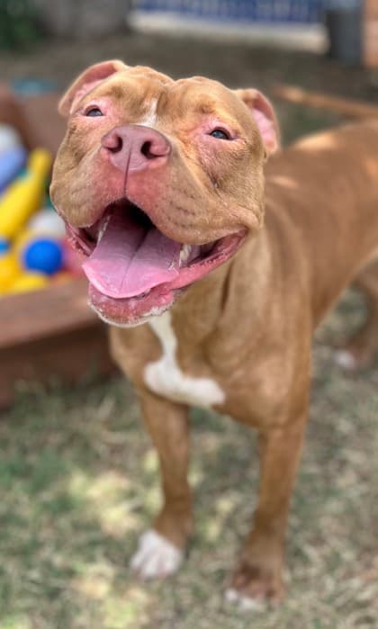 Benelli, a Pit Bull Terrier, available for adoption