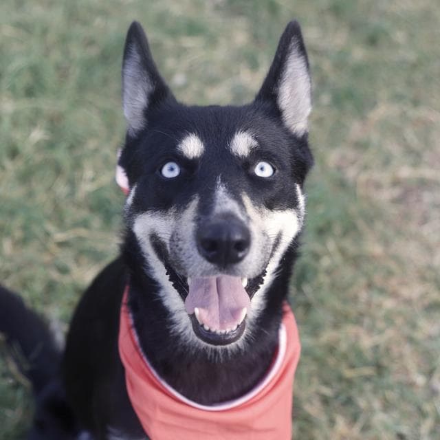 Horus, a Husky, available for adoption