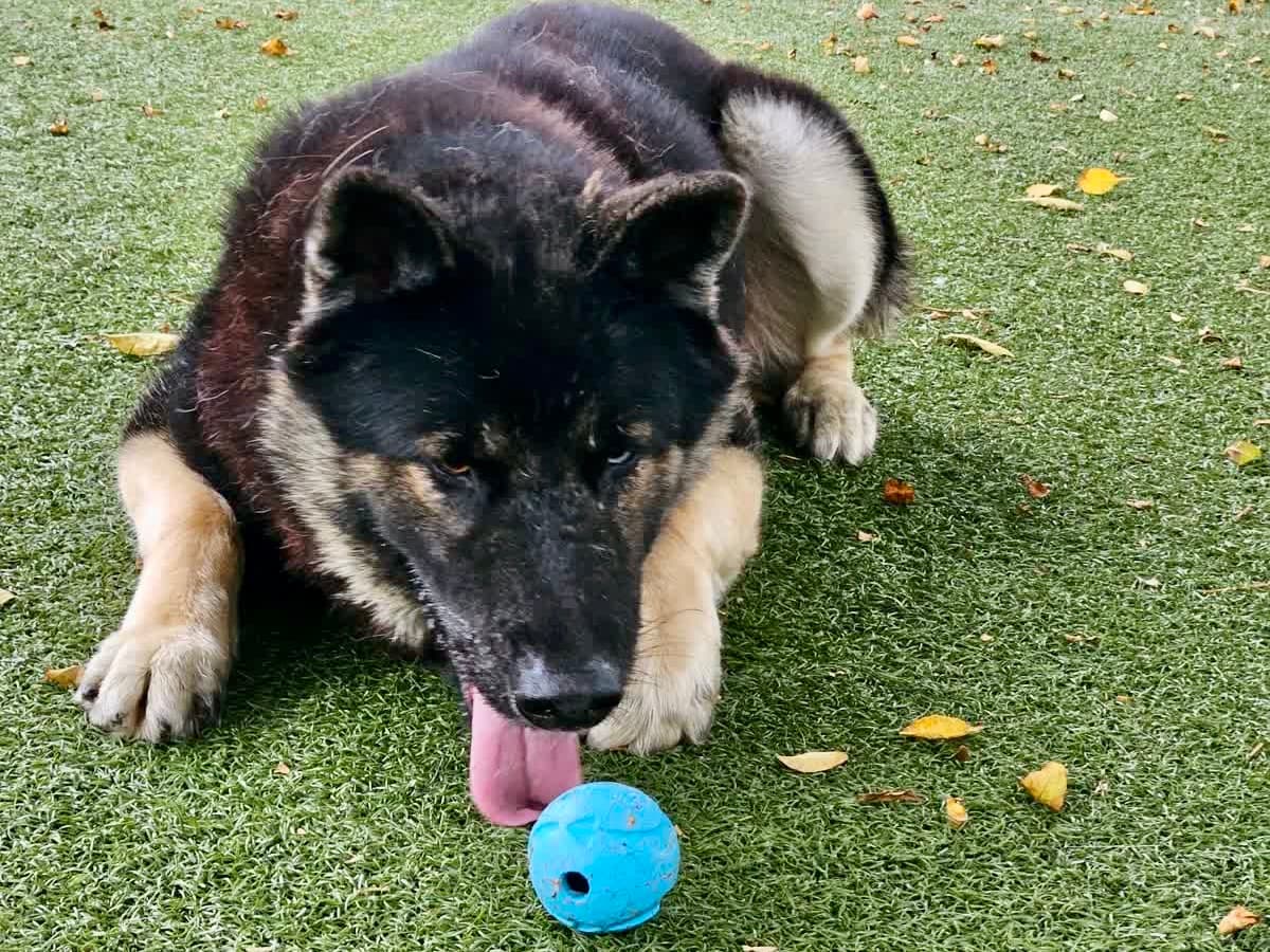 Redfield, a Siberian Husky, available for adoption