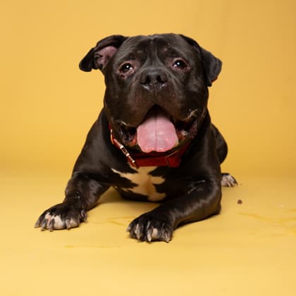 Bronco, a Chocolate Labrador Retriever, available for adoption