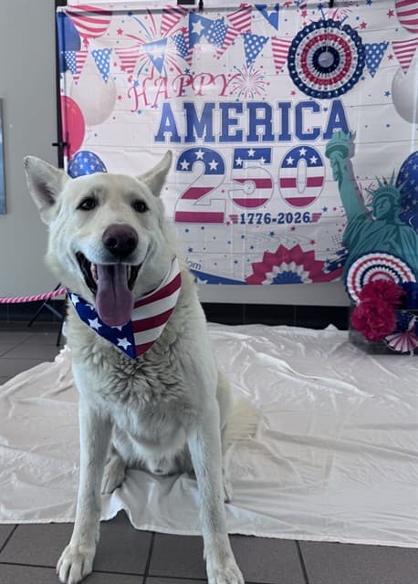 Tornado, a German Shepherd, available for adoption