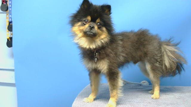 A5789902, a Pomeranian, available for adoption