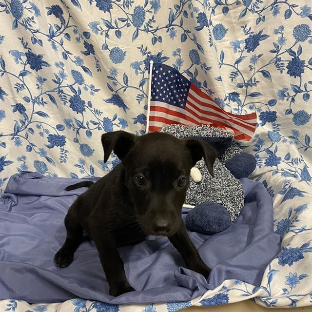 Ellie, a Pit Bull Terrier, available for adoption