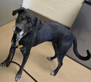 Peach, a Labrador Retriever (mix breed), available for adoption