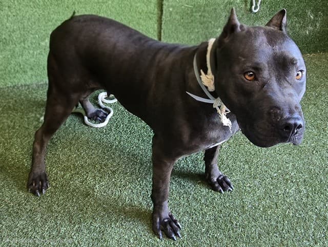 Trixie, a Pit Bull Terrier, available for adoption