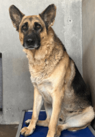 A595595, a German Shepherd, available for adoption