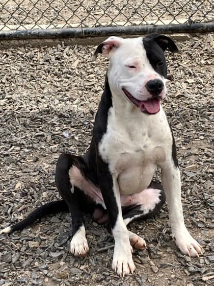 Mr Bombastic5, a Terrier, available for adoption