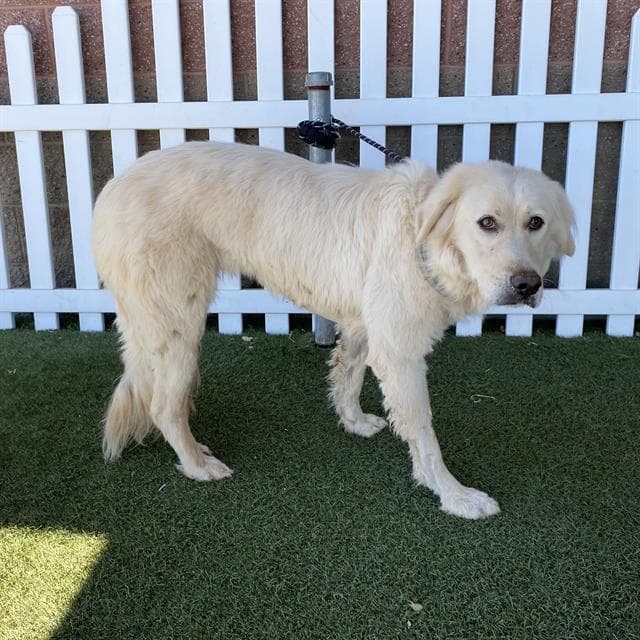 Cindy Lou, a Kuvasz, available for adoption