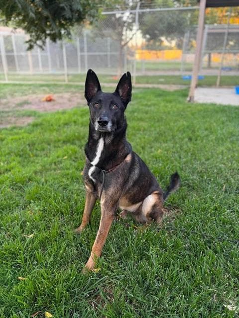Harold, a Belgian Shepherd Malinois, available for adoption
