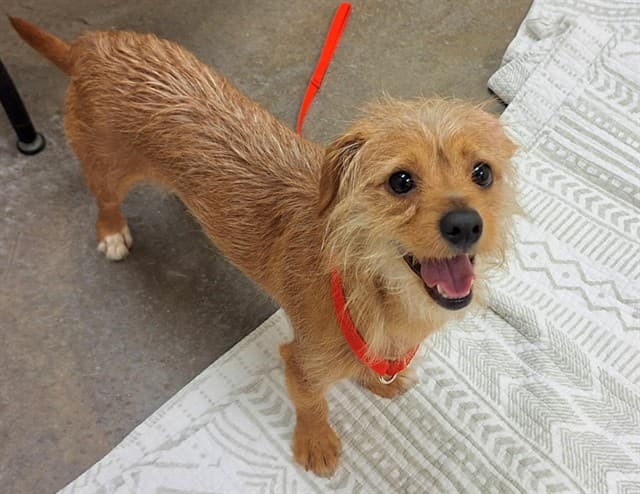 Peanut, a Cairn Terrier, available for adoption