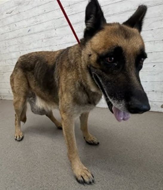 A595759, a German Shepherd (mix breed), available for adoption