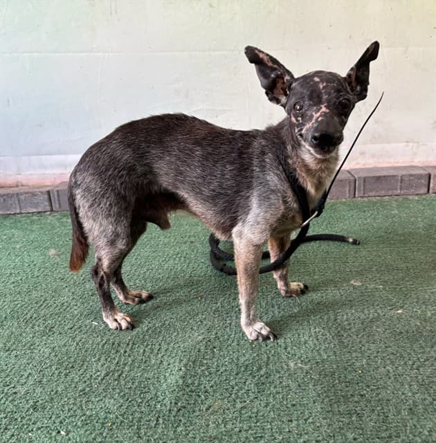 A5789236, a Chihuahua, available for adoption