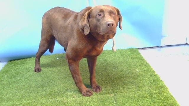 A5789680, a Labrador Retriever, available for adoption