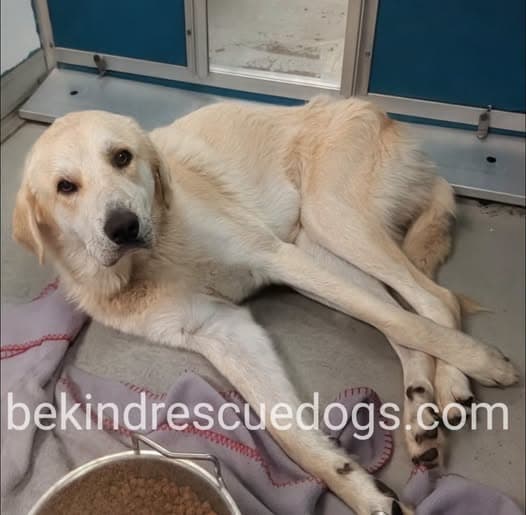 A477984, a Great Pyrenees, available for adoption