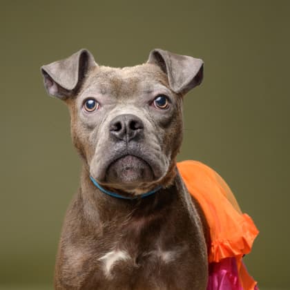 Mercury4, a Pit Bull Terrier, available for adoption