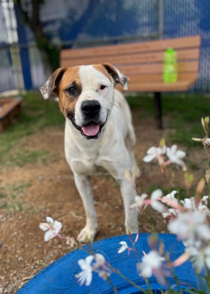 Baron, a Pit Bull Terrier, available for adoption